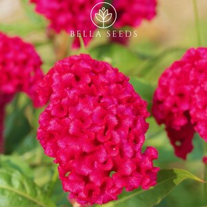 Celosia, Toreador 15+ seeds, Cockscomb Seeds, Red Cut Flower Seeds