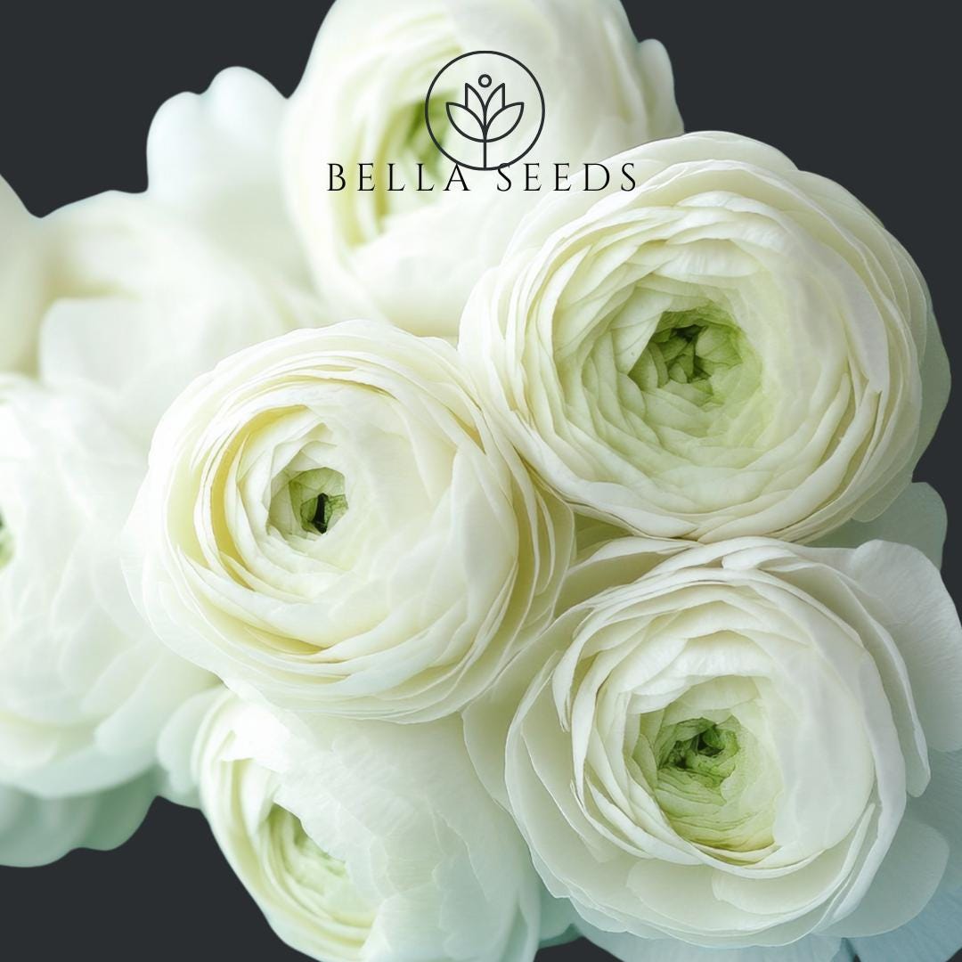 Clone White Angel Ranunculus Corms: Pure White Persian Buttercups (3 ...