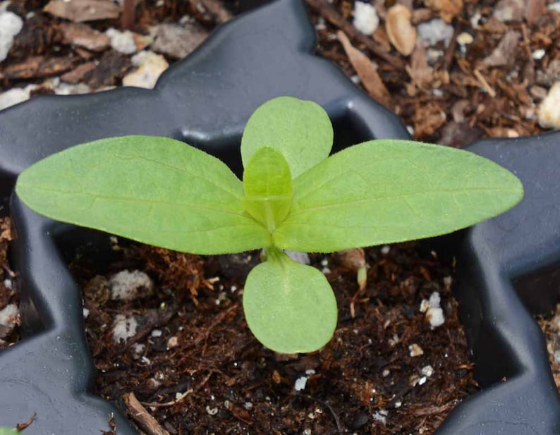 Bella Zinnia Profusion - Thumbnail 5