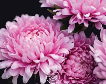 Aster Miss Europe Resist Seeds, 25 Seeds, Callistephus chinensis