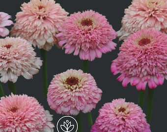 Zinnia Zinderella Lilac 10 Seeds