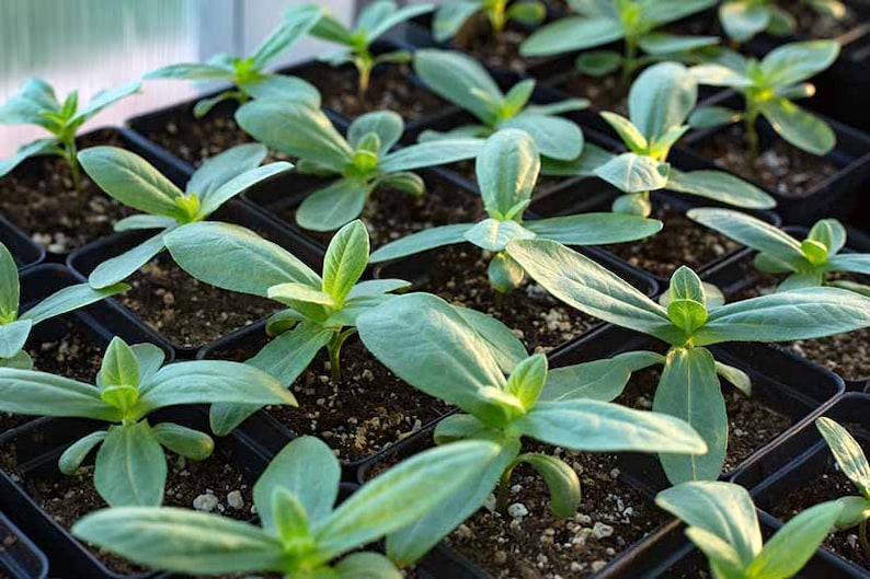 BellaSeedsUS Benary's Giant Zinnia - Thumbnail 4