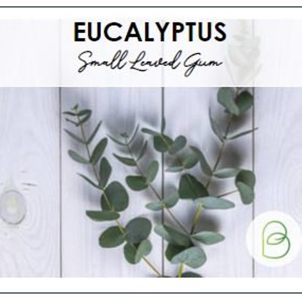 Small Leaved Gum Eucalyptus Seeds