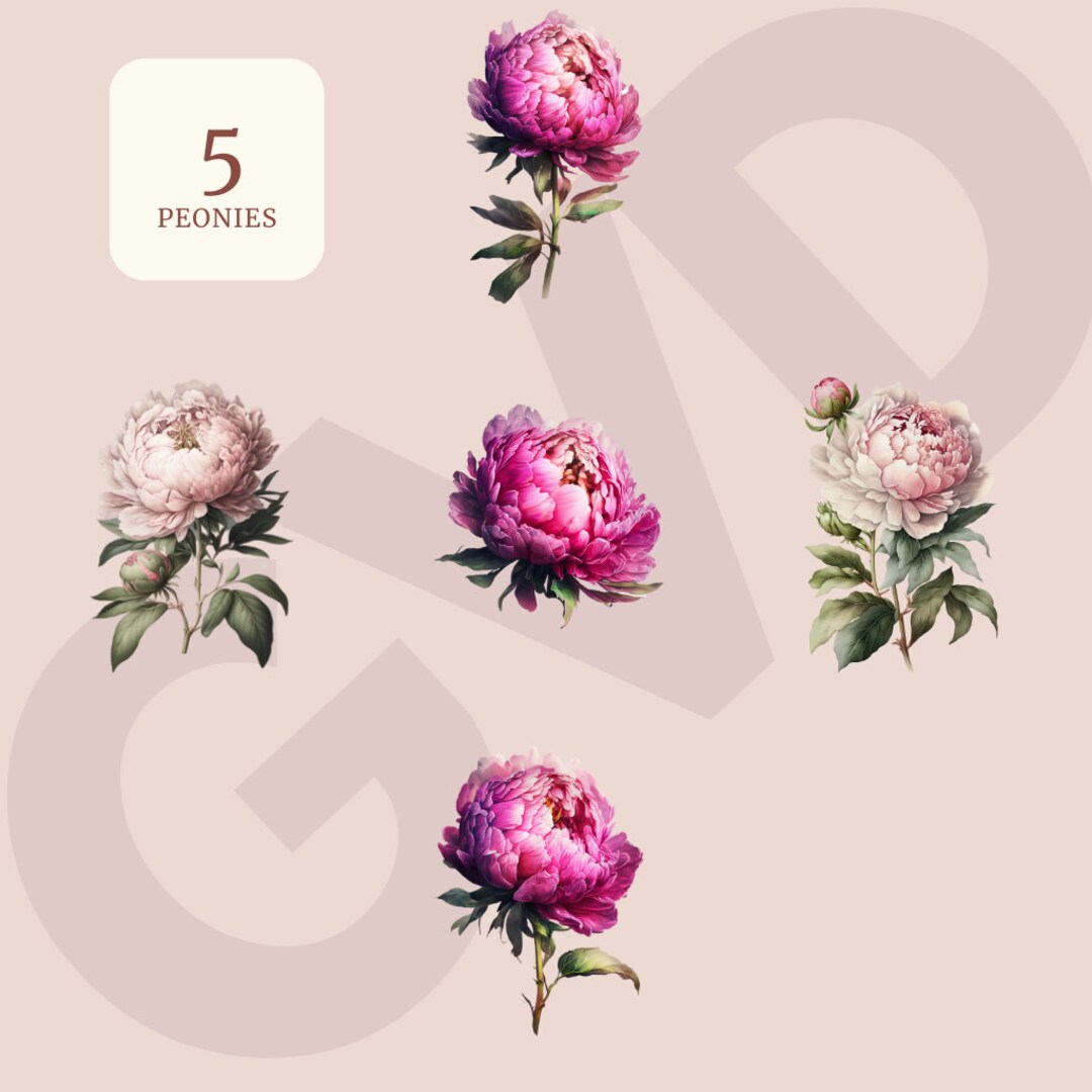 Watercolor Pink Peony Clipart - Peonies in PNG Format Instant Download ...