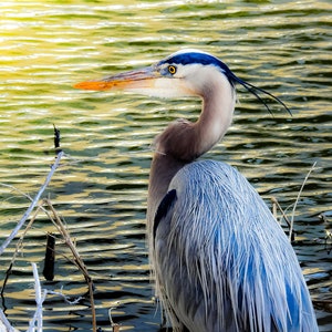 Great Blue Heron