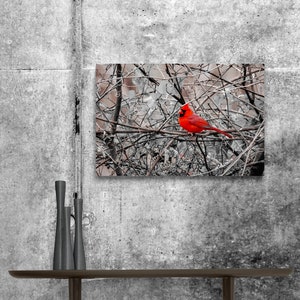Red Cardinal With Monochrome Background - Etsy