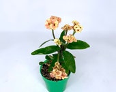 Crown of Thorns Cactus Euphorbia Milii Christ Thorns Plant Succulent Houseplants
