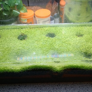 Aquarium Carpet Plant Seeds: Easy-Grow Freshwater Nano Tank Plants