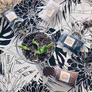 Pode incluir: Um close-up de um recipiente de vidro com uma pequena planta suculenta crescendo em terra. O recipiente é cercado por pequenos sacos de diferentes tipos de terra, incluindo carvão vegetal, perlita e rocha vulcânica vermelha. Os sacos são etiquetados com as palavras "MEISHI" e "CHARCOAL".