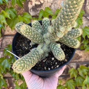 Golden Lace Cactus EXACT PLANT image 2