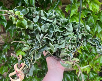 Hoya Compacta Variegated 6” Pot EXACT PLANT