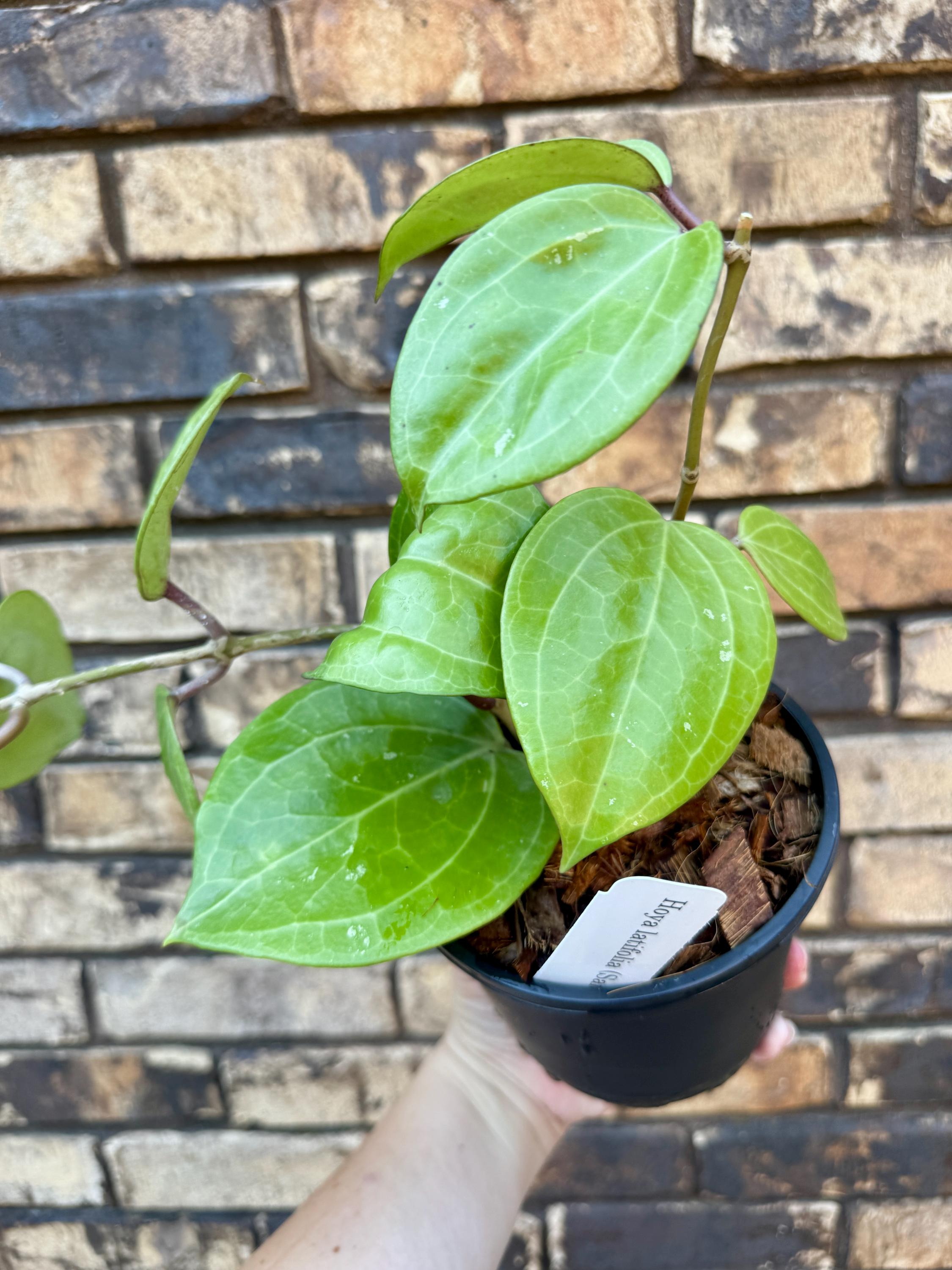 Hoya Latifolia Silver - Etsy