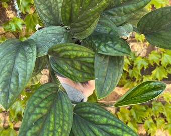 Monstera Peru Full 6” Pot EXACT PLANT