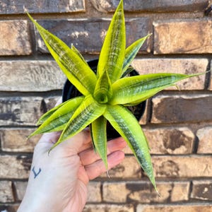 Sansevieria Cordova Variegated 4 EXACT PLANT - Etsy