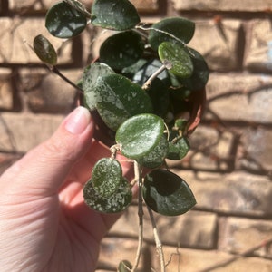 Hoya Mathilde Splash 3” EXACT PLANT