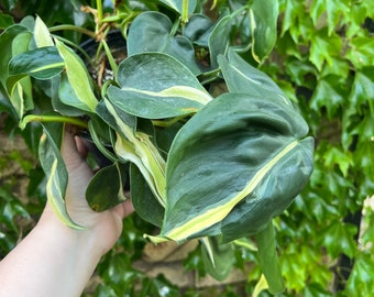 Philodendron Silver Stripe 6” EXACT PLANT