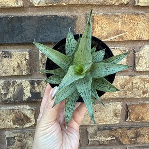 Sansevieria Himalayan White 4” EXACT PLANT
