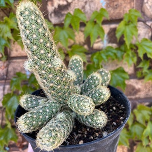 Golden Lace Cactus EXACT PLANT image 1