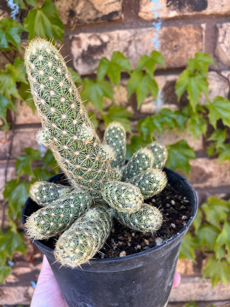 Golden Lace Cactus EXACT PLANT image 1