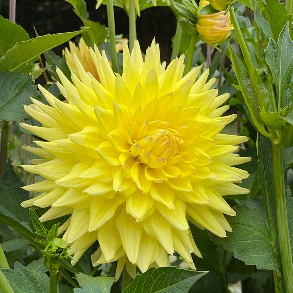 Dahlia Tuber - Clearview Maize -Bright Yellow Semi Cactus Dahlia