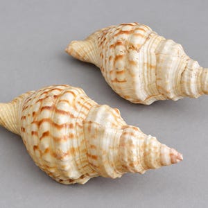 Puede incluir: Dos conchas marinas en espiral con una base de color crema y rayas horizontales marrones distintivas. Las conchas presentan un ápice puntiagudo y una superficie texturizada y acanalada con un cuerpo cónico, mostrando patrones naturales.