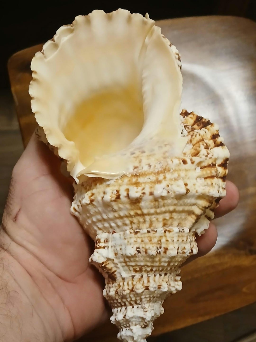 Sea Shells Bursa Bubo,large Shells ,beach Craft,ocean Shells,shells ...