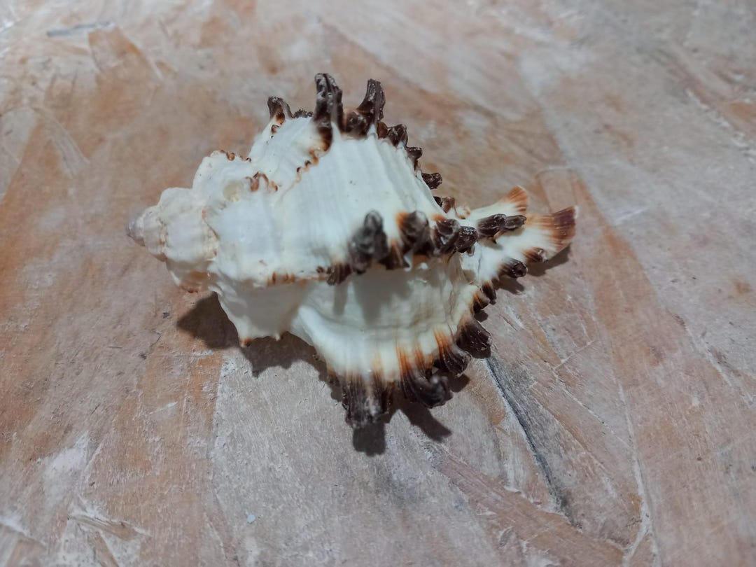 Murex Endivia Shells,cabinet of Curiositea,taxidermy, Black and White ...