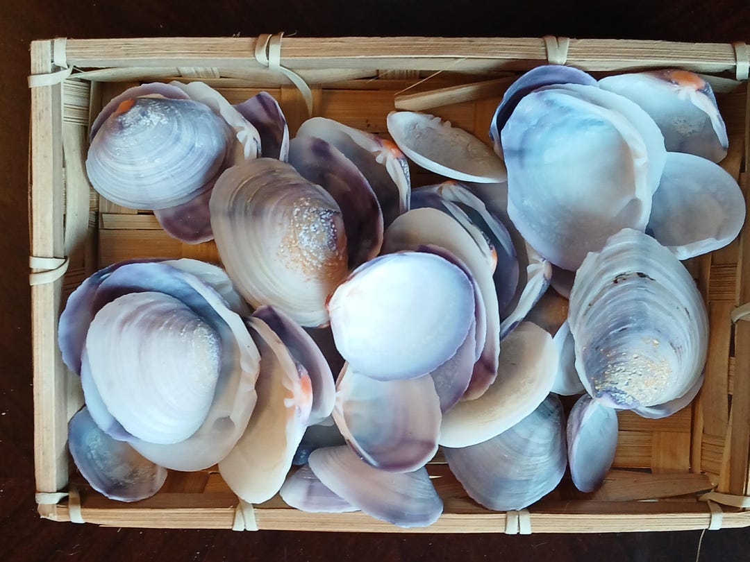Violet Shellfish Violet River Oyster Shells,decor Shells ,decoration and Creation Home ...