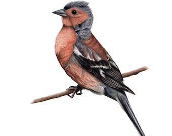 Chaffinch - Fine Art Print