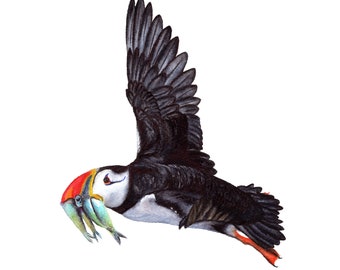 Puffin - Fine Art Print
