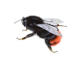 Red-Tailed Bumblebee - Fine Art Print