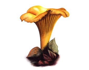 Chanterelle Mushroom - Fine Art Print - A5