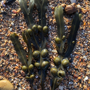 Bladderwrack Seaweed Fine Art Print image 3