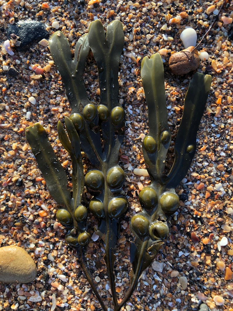 Bladderwrack Seaweed Fine Art Print image 3