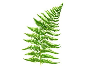 Green Fern Leaf - Fine Art Print