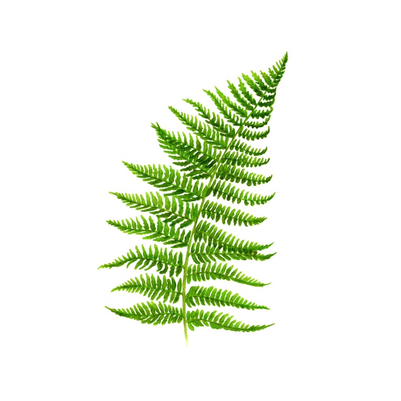 Green Fern Leaf Fine Art Print image 1