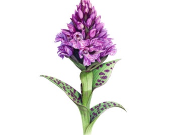 Wild Spotted Orchid - Fine Art Print