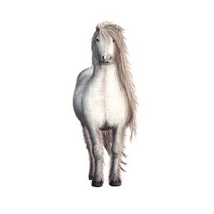 Highland Pony - Fine Art Print