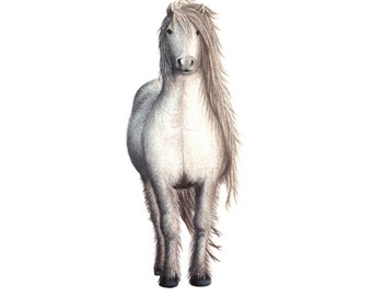 Highland Pony - Fine Art Print