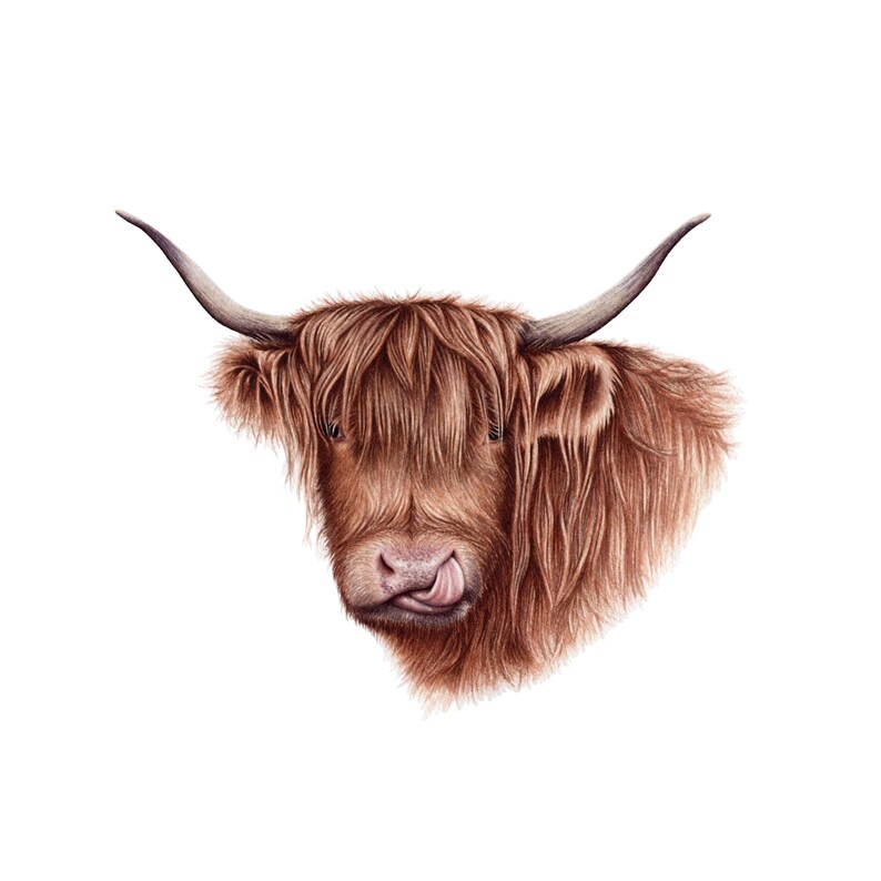 Puede incluir: Un retrato de cerca de una vaca Highland con pelo largo y marr&oacute;n. La vaca tiene la nariz rosa y est&aacute; sacando la lengua.