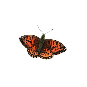 Fritillary Butterfly - Fine Art Print