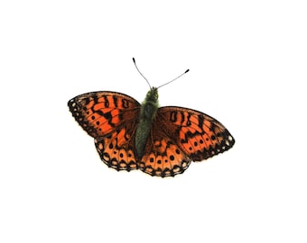 Fritillary Butterfly - Fine Art Print