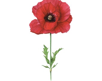 Red Poppy - Fine Art Print