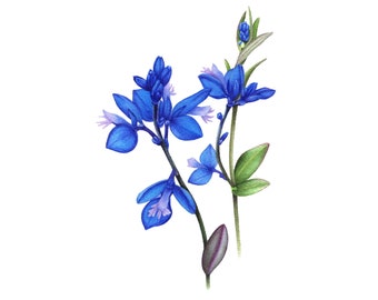 Milkwort Wild Flower - Fine Art Print