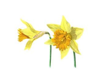 Wild Daffodils - Fine Art Print