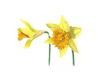 Wild Daffodils - Fine Art Print