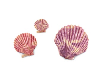 Scottish Scallop Shells - Fine Art Print