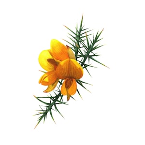 Könnte beinhalten: Ein Aquarellbild einer gelben Ginsterblüte mit grünen, stacheligen Stielen.