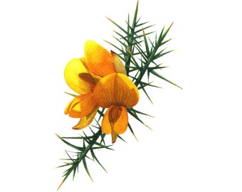 Gorse - Fine Art Print