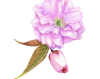 Cherry Blossom - Fine Art Print